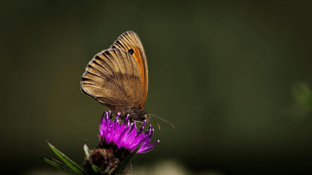 蝶々　サムネイル　Gron